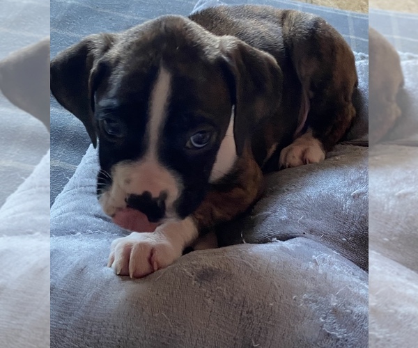 Medium Photo #9 Boxer Puppy For Sale in HUMBOLDT, TN, USA