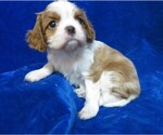 Small Photo #1 Cavalier King Charles Spaniel Puppy For Sale in NORWOOD, MO, USA