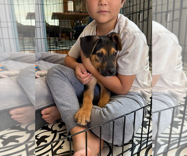 Medium Photo #10 Border Collie-Unknown Mix Puppy For Sale in Lakewood, CO, USA