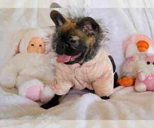 French Bulldog Puppy for sale in PINCKNEY, MI, USA