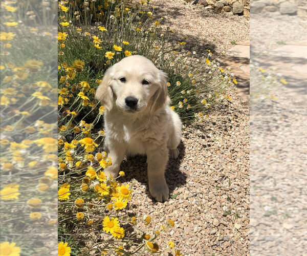 Medium Photo #3 Golden Retriever Puppy For Sale in HURRICANE, UT, USA