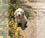 Small Photo #3 Golden Retriever Puppy For Sale in HURRICANE, UT, USA