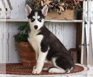 Siberian Husky Puppy for sale in FREDERICKSBG, OH, USA