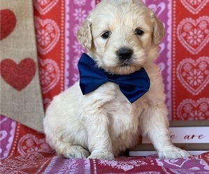 Goldendoodle Puppy for sale in LANCASTER, PA, USA