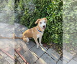 Small #13 Labrador Retriever Mix
