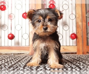 Medium Yorkshire Terrier
