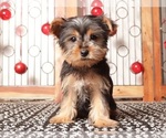Puppy Bruce Yorkshire Terrier