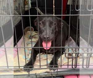 Mutt Dogs for adoption in Sheboygan, WI, USA
