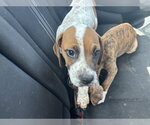 Small #4 Beagle Mix