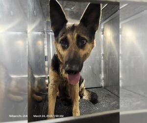 German Shepherd Dog-Unknown Mix Dogs for adoption in San Antonio, TX, USA