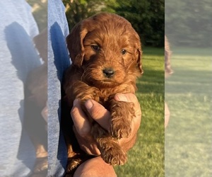 Goldendoodle (Miniature) Puppy for sale in HULL, IA, USA