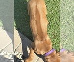 Small #5 Rhodesian Ridgeback