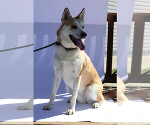 Mr. P. - Male Gerberian Shepsky Dog for Adoption - Photo #3