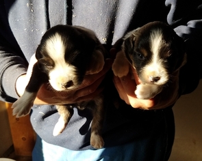 Miniature Australian Shepherd Puppy for sale in ARTHUR, IL, USA