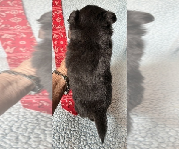 Medium Photo #5 Chihuahua Puppy For Sale in NEWVILLE, PA, USA