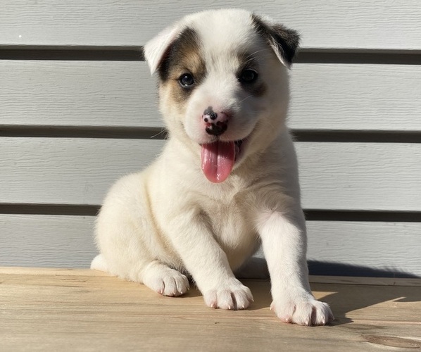 Medium Photo #11 Australian Cattle Dog Puppy For Sale in SMITHS CREEK, MI, USA