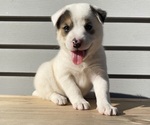 Mickey - Female Australian Cattle Dog Puppy for Sale - Photo #11