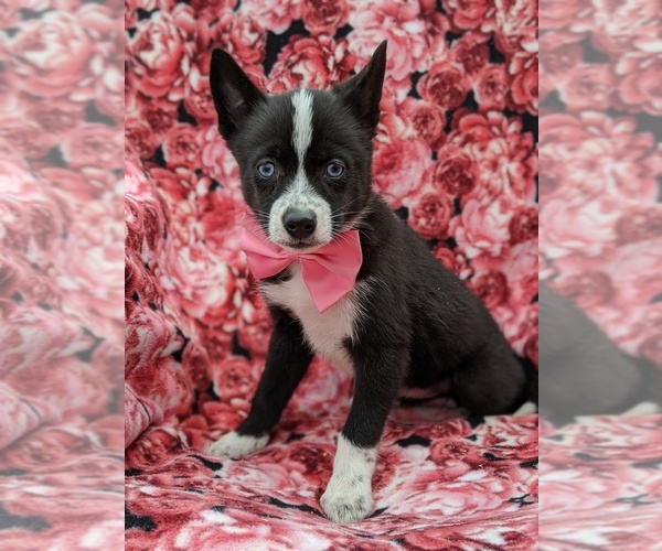Medium Photo #1 Pomsky Puppy For Sale in ATGLEN, PA, USA
