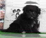 Small Photo #2 YorkiePoo Puppy For Sale in BEL AIR, MD, USA