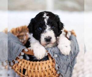 Portuguese Water Dog Puppy for sale in STEVENS, PA, USA