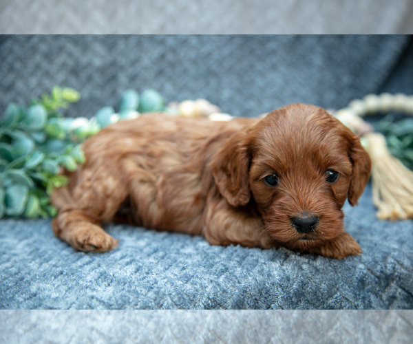 Medium Photo #6 Cavapoo Puppy For Sale in SHIPSHEWANA, IN, USA