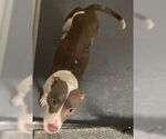 Small #1 American Pit Bull Terrier