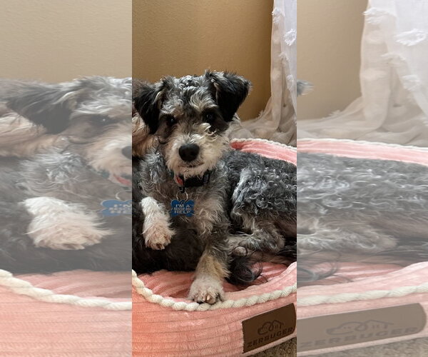 Medium Photo #3 Poodle (Miniature)-Unknown Mix Puppy For Sale in Bellevue, WA, USA
