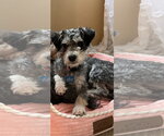 Small #2 Poodle (Miniature) Mix