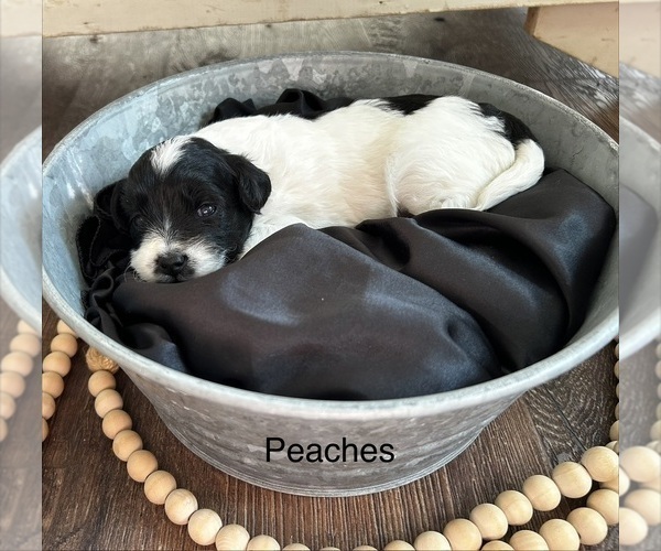 Medium Photo #12 Havapoo Puppy For Sale in VANCOUVER, WA, USA