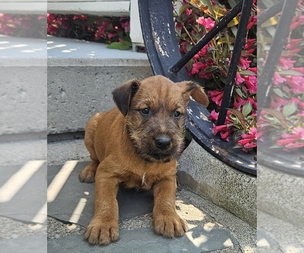 Medium Photo #9 Irish Terrier Puppy For Sale in WATERLOO, NY, USA