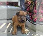 Small Photo #9 Irish Terrier Puppy For Sale in WATERLOO, NY, USA