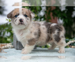 Small Photo #23 Pembroke Welsh Corgi Puppy For Sale in NEW CONCORD, OH, USA