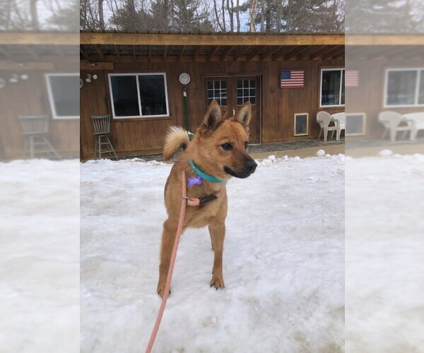 Medium Photo #2 Shiba Inu-pomeranian spitz Mix Puppy For Sale in East Derry, NH, USA