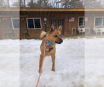 Small #1 Shiba Inu-pomeranian spitz Mix