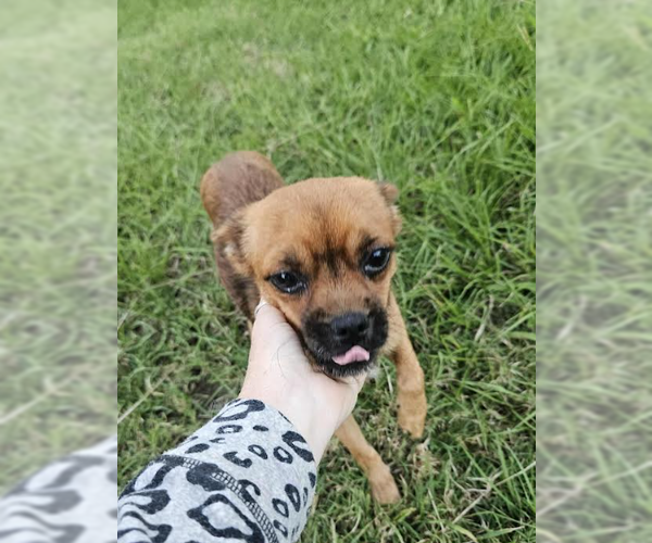 Medium Photo #3 Chihuahua-Unknown Mix Puppy For Sale in Cranston, RI, USA