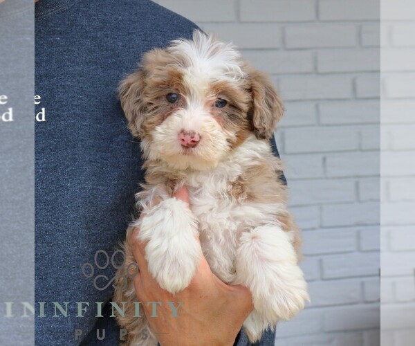 Medium Photo #4 Bernedoodle (Miniature) Puppy For Sale in NARVON, PA, USA