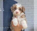 Small #3 Bernedoodle (Miniature)
