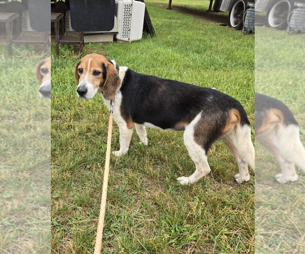 Medium Photo #5 Beagle Puppy For Sale in Rustburg, VA, USA