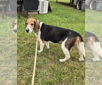 Small #4 Beagle