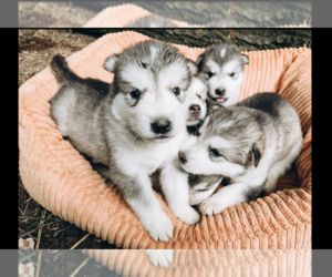 Alusky Puppy for sale in HILLSBORO, OR, USA