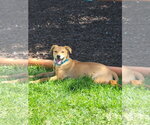 Small #4 Catahoula Leopard Dog-Labrador Retriever Mix