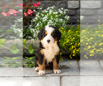 Small #1 Bernese Mountain Dog