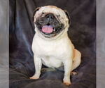 Small #1 Pug