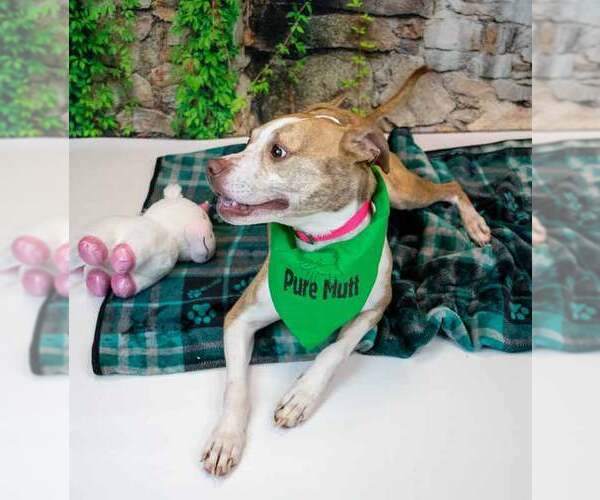 Medium Photo #5 Boxer-Unknown Mix Puppy For Sale in Kennesaw, GA, USA