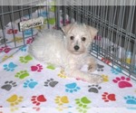 Small Photo #9 Schnoodle (Miniature) Puppy For Sale in ORO VALLEY, AZ, USA