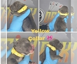 Image preview for Ad Listing. Nickname: Yellow Collar