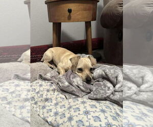 Bagel *Arriving 2/20* - Male Jack Chi Dog for Adoption - Photo #3
