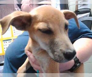 Mutt Dogs for adoption in Tulsa, OK, USA