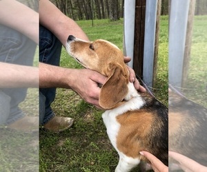 Mother of the Beagle puppies born on 05/24/2025