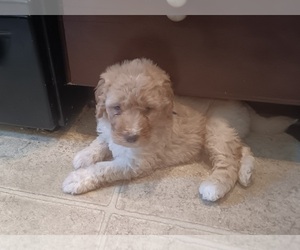 Double Doodle Puppy for sale in JEFFERSONTOWN, KY, USA